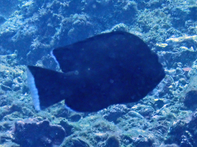 Click to View Redmouth Grouper - juvenile<br><span style='font-size:12px'><i>Dave & Rose</i></span>