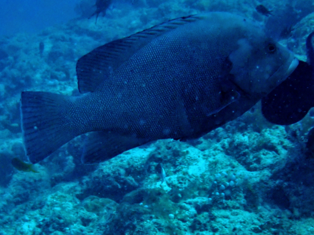 Click to View Redmouth Grouper<br><span style='font-size:12px'><i>Dave & Rose</i></span>