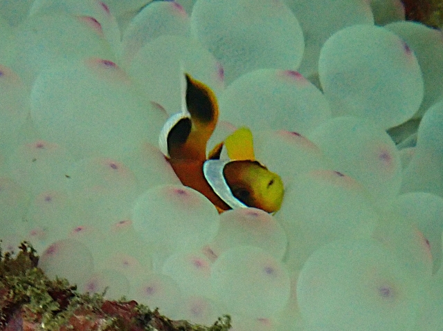 Click to View Red Sea Anemonefish<br><span style='font-size:12px'><i>Dave & Rose</i></span>