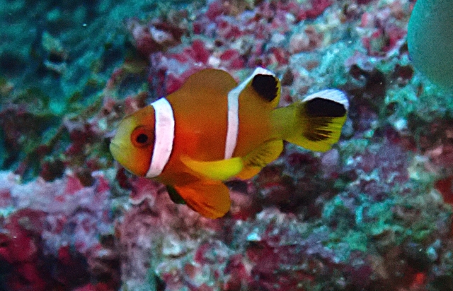 Click to View Red Sea Anemonefish Juv<br><span style='font-size:12px'><i>Dave & Rose</i></span>