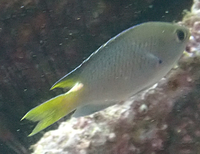 Click to View Red Sea Demoiselle<br><span style='font-size:12px'><i>Dave & Rose</i></span>