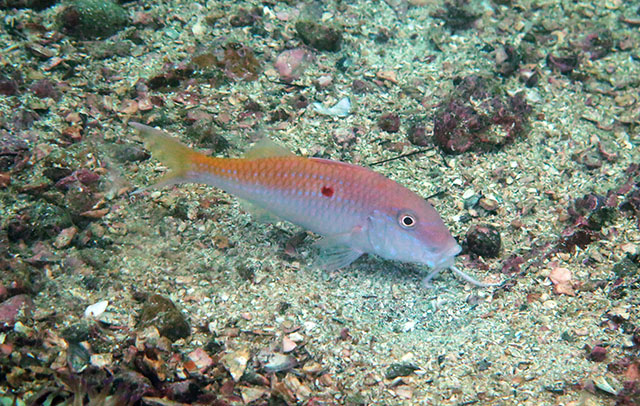 Click to View Redspot Goatfish<br><span style='font-size:12px'><i>Fishbase</i></span>