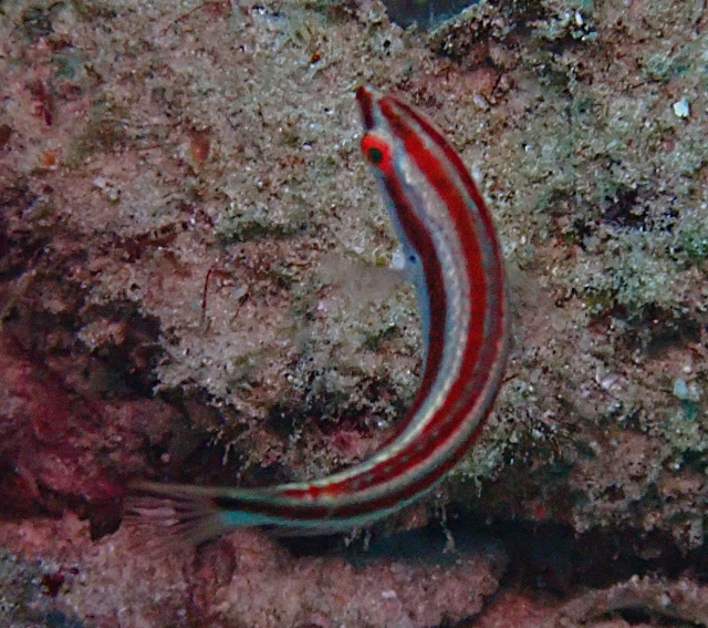 Click to View Red-striped Hogfish<br><span style='font-size:12px'><i>Dave & Rose</i></span>