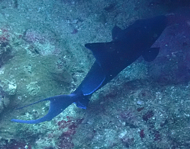 Click to View Redtooth Triggerfish<br><span style='font-size:12px'><i>Dave & Rose</i></span>