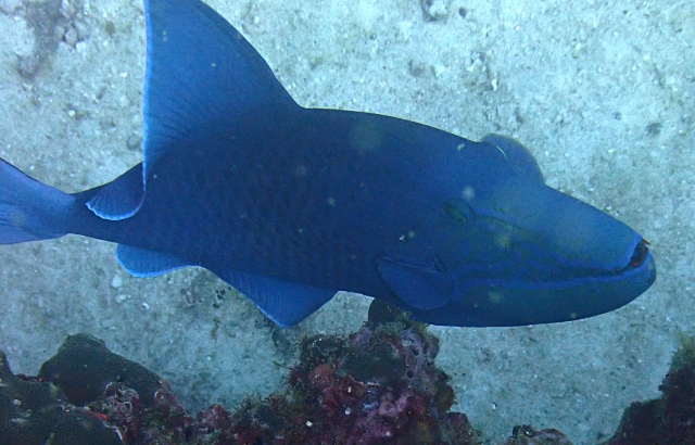 Click to View Redtooth Triggerfish<br><span style='font-size:12px'><i>Dave & Rose</i></span>