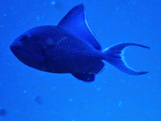 Click to View Redtooth Triggerfish<br><span style='font-size:12px'><i>Dave & Rose</i></span>