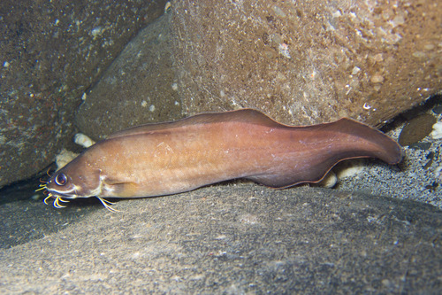 Click to View Reef Cusk Eel<br><span style='font-size:12px'><i>iNaturalist</i></span>