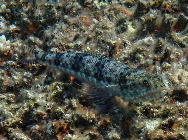 Reef Lizardfish<br><span style='font-size:12px'><i>Dave & Rose</i></span>