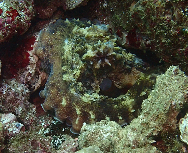 Click to View Reef Octopus<br><span style='font-size:12px'><i>Dave & Rose</i></span>