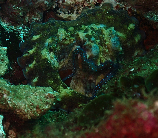 Click to View Reef Octopus<br><span style='font-size:12px'><i>Dave & Rose</i></span>