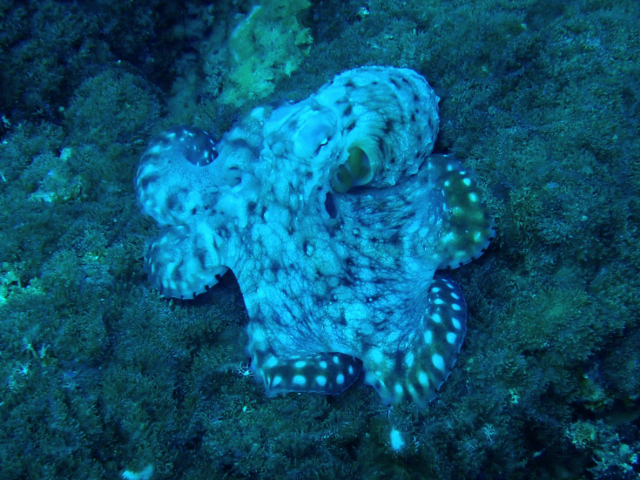 Click to View Reef Octopus<br><span style='font-size:12px'><i>Dave & Rose</i></span>