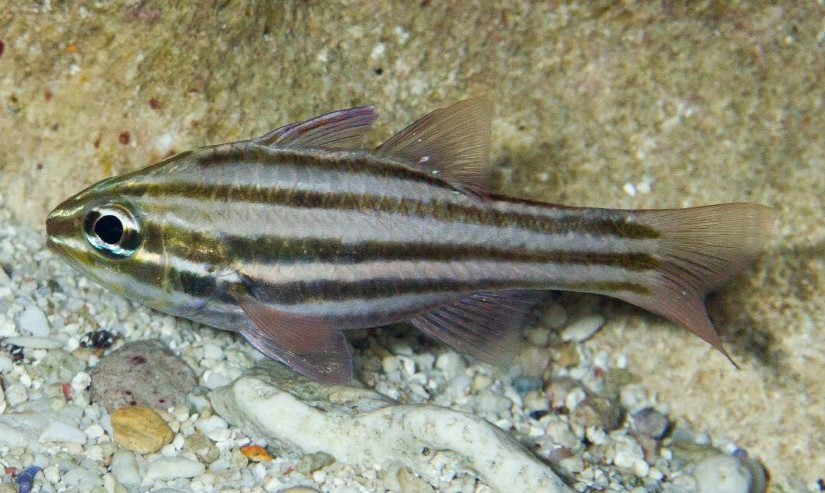 Click to View Reef-flat Cardinalfish<br><span style='font-size:12px'><i>iNaturalist</i></span>
