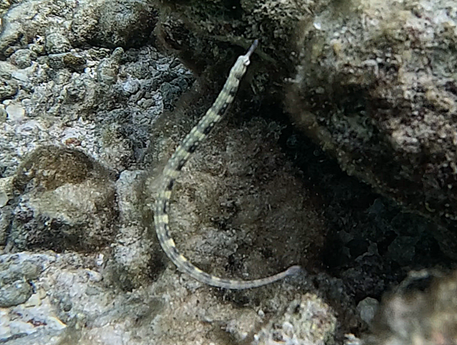 Click to View Reeftop Pipefish<br><span style='font-size:12px'><i>Dave & Rose</i></span>