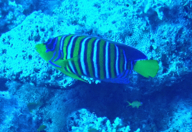 Click to View Regal Angelfish<br><span style='font-size:12px'><i>Dave & Rose</i></span>