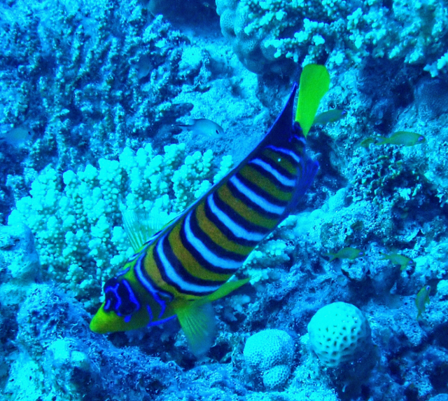 Click to View Regal Angelfish<br><span style='font-size:12px'><i>Dave & Rose</i></span>