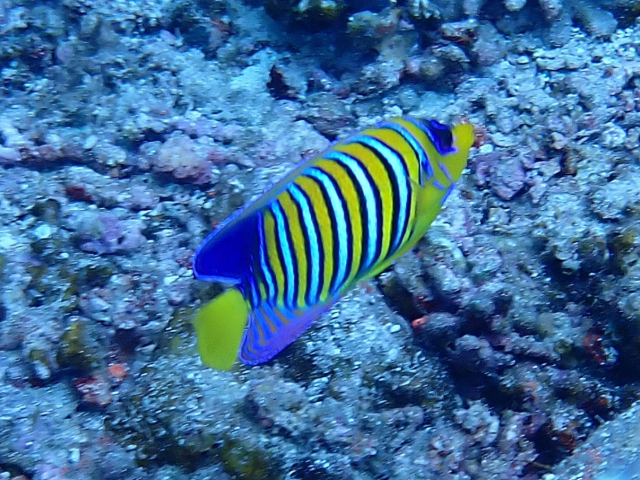 Click to View Regal Angelfish<br><span style='font-size:12px'><i>Dave & Rose</i></span>