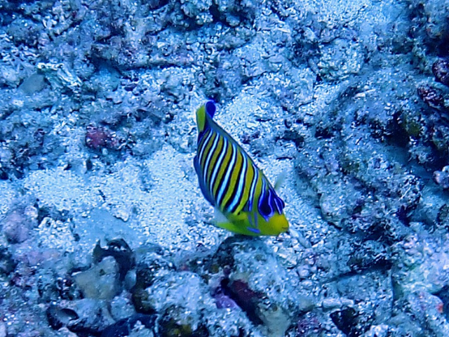 Click to View Regal Angelfish<br><span style='font-size:12px'><i>Dave & Rose</i></span>