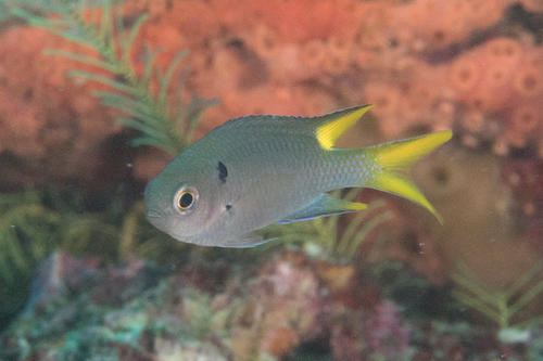 Click to View Regal Demoiselle<br><span style='font-size:12px'><i>iNaturalist</i></span>