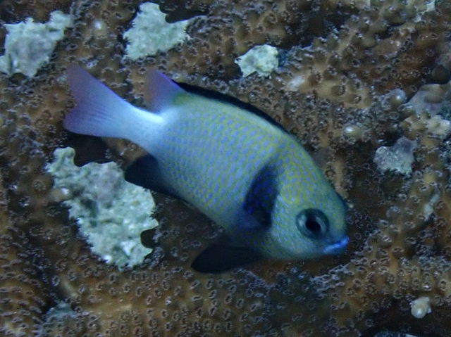 Click to View Reticulated Dascyllus<br><span style='font-size:12px'><i>Dave & Rose</i></span>