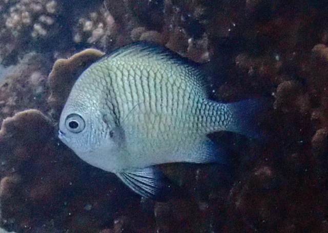 Click to View Reticulated Dascyllus<br><span style='font-size:12px'><i>Dave & Rose</i></span>