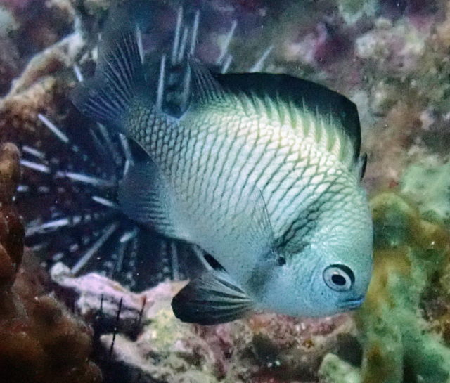 Click to View Reticulated Dascyllus<br><span style='font-size:12px'><i>Dave & Rose</i></span>