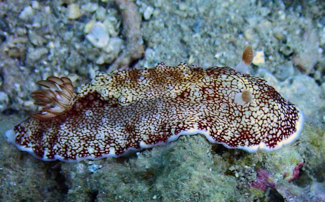 Click to View Reticulated chromodorid<br><span style='font-size:12px'><i>Reticulated chromodorid</i></span>