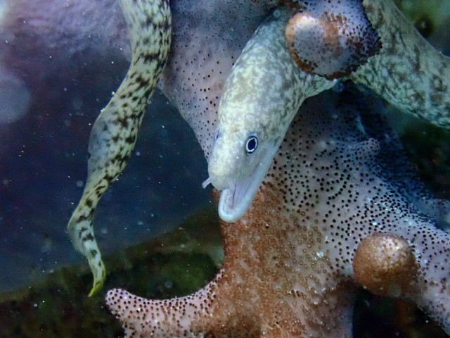 Click to View Richardson's Moray<br><span style='font-size:12px'><i>Dave & Rose</i></span>