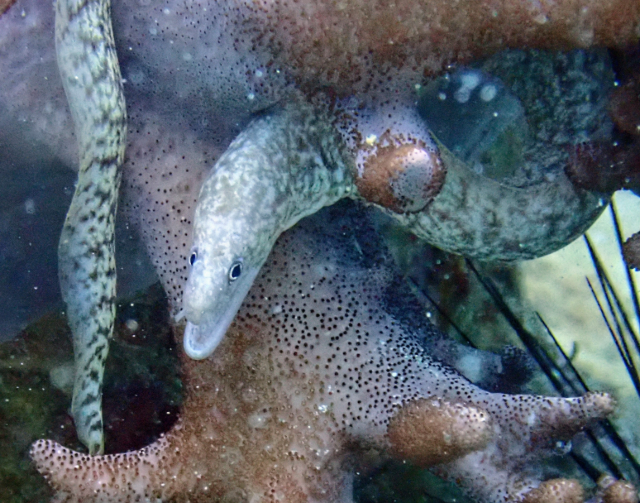 Click to View Richardson's Moray<br><span style='font-size:12px'><i>Dave & Rose</i></span>