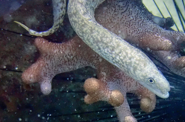 Click to View Richardson's Moray<br><span style='font-size:12px'><i>Dave & Rose</i></span>