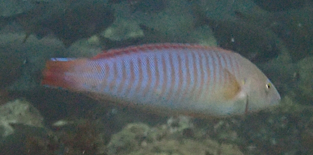 Click to View Ring Wrasse<br><span style='font-size:12px'><i>Dave & Rose</i></span>