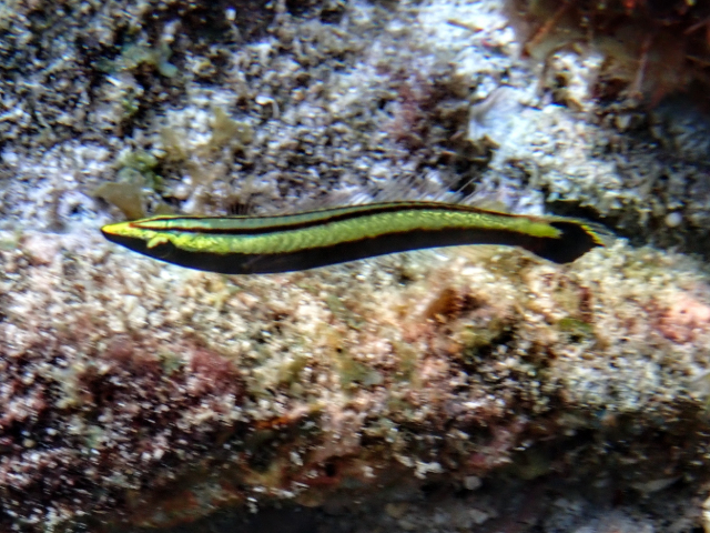 Click to View Ring Wrasse - juvenile<br><span style='font-size:12px'><i>Dave & Rose</i></span>