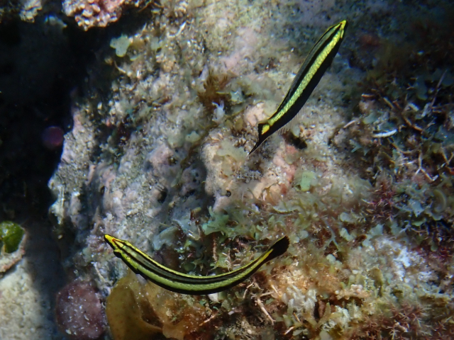 Click to View Ring Wrasse - juvenile<br><span style='font-size:12px'><i>Dave & Rose</i></span>