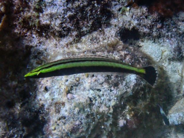 Click to View Ring Wrasse<br><span style='font-size:12px'><i>Dave & Rose</i></span>