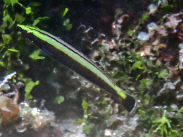 Click to View Ring Wrasse<br><span style='font-size:12px'><i>Dave & Rose</i></span>