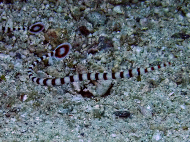 Ringed Pipefish Ringed Pipefish<br><span style='font-size:12px'><i>Dave & Rose</i>  Philippines  4th May 2026</span>