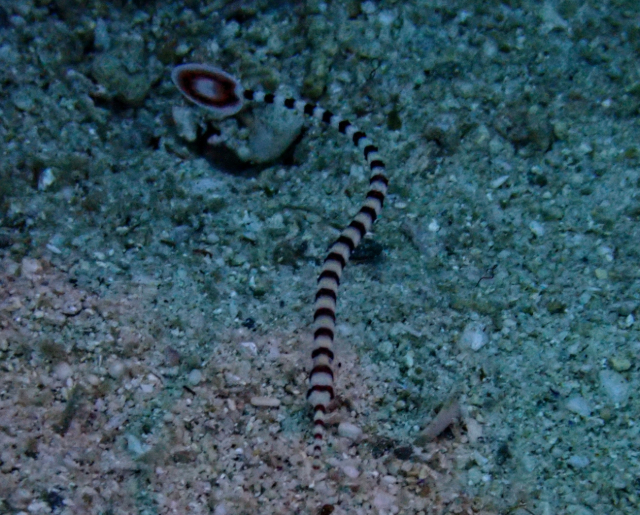 Click to View Ringed Pipefish<br><span style='font-size:12px'><i>Dave & Rose</i></span>