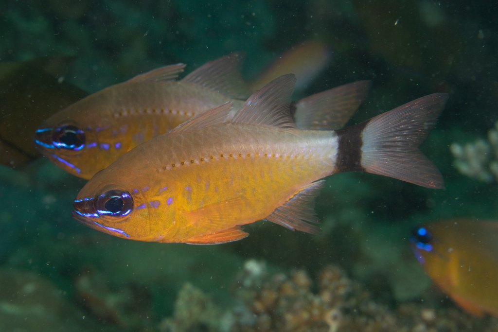 Click to View Ringtail Cardinalfish<br><span style='font-size:12px'><i>iNaturalist</i></span>