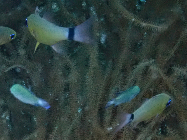 Click to View Ringtail Cardinalfish<br><span style='font-size:12px'><i>Dave & Rose</i></span>