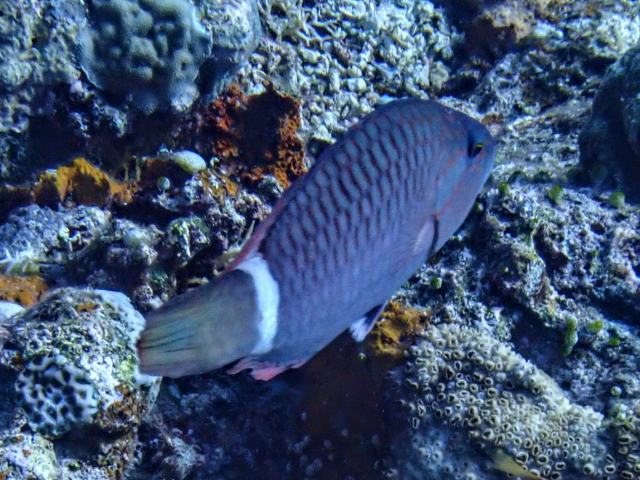 Click to View Ringtail Wrasse<br><span style='font-size:12px'><i>Dave & Rose</i></span>