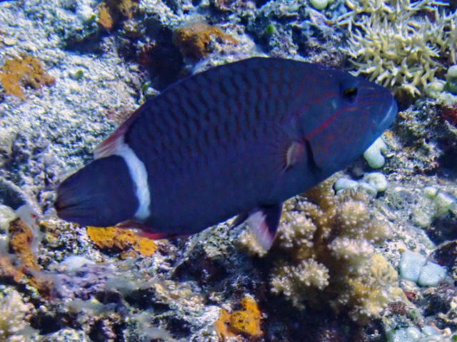 Click to View Ringtail Wrasse<br><span style='font-size:12px'><i>Dave & Rose</i></span>