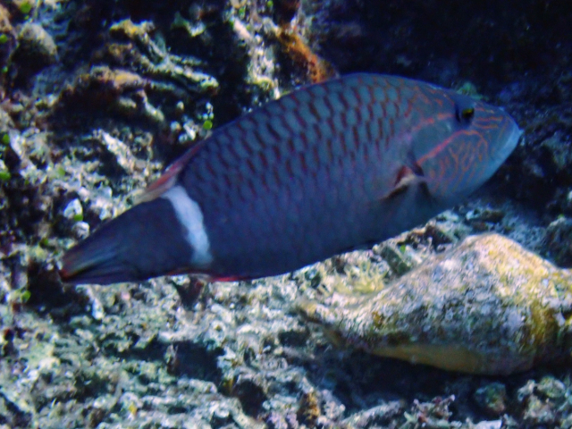 Ringtail Wrasse Ringtail Wrasse<br><span style='font-size:12px'><i>Dave & Rose</i>  Philippines  29th Apr 2026</span>