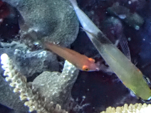 Rippled Coralgoby<br><span style='font-size:12px'><i>Dave & Rose</i>&nbsp&nbspPhilippines&nbsp&nbsp26th Apr 2026</span>