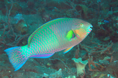 Click to View Rivulated Parrotfish<br><span style='font-size:12px'><i>iNaturalist</i></span>