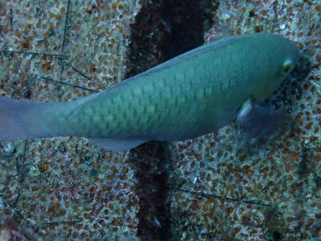 Click to View Rivulated Parrotfish - IP<br><span style='font-size:12px'><i>Dave & Rose</i></span>