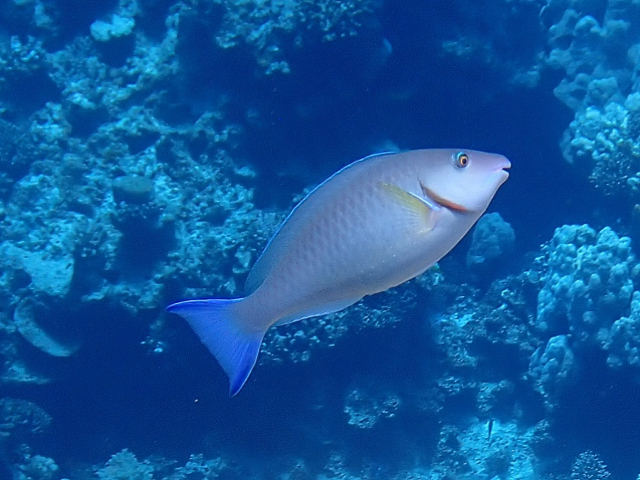 Click to View Rivulated Rabbitfish<br><span style='font-size:12px'><i>Dave & Rose</i></span>