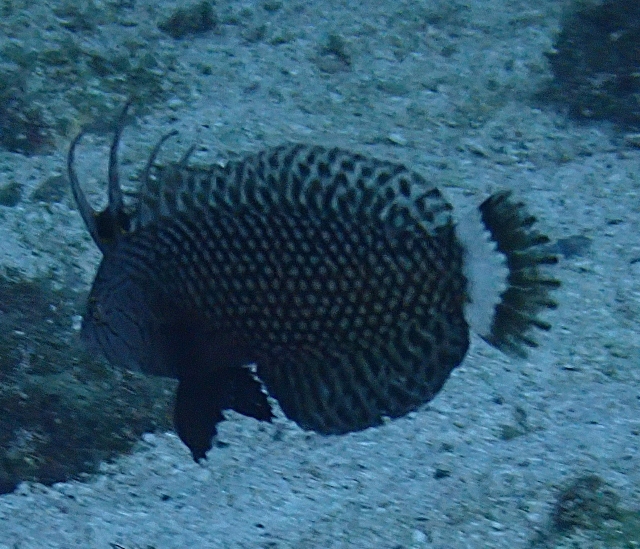 Click to View Rockmover Wrasse<br><span style='font-size:12px'><i>Dave & Rose</i></span>