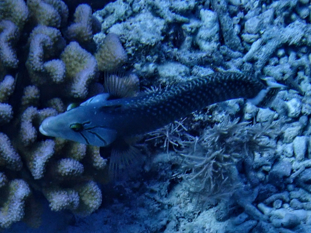 Rockmover Wrasse<br><span style='font-size:12px'><i>Dave & Rose</i></span>