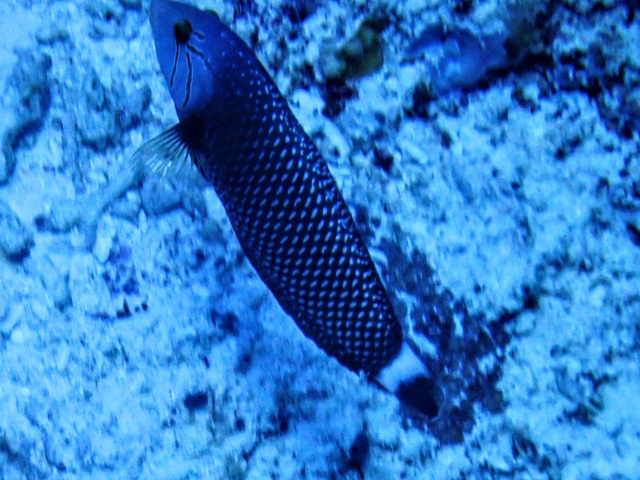 Rockmover Wrasse<br><span style='font-size:12px'><i>Dave & Rose</i></span>