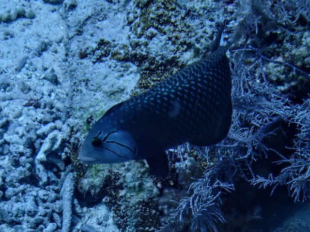 Rockmover Wrasse<br><span style='font-size:12px'><i>Dave & Rose</i></span>