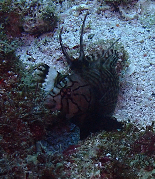 Click to View Rockmover Wrasse<br><span style='font-size:12px'><i>Dave & Rose</i></span>